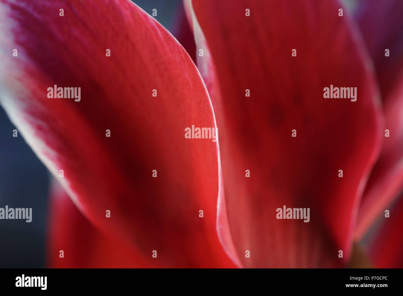 Ciclamino abstract Foto Stock
