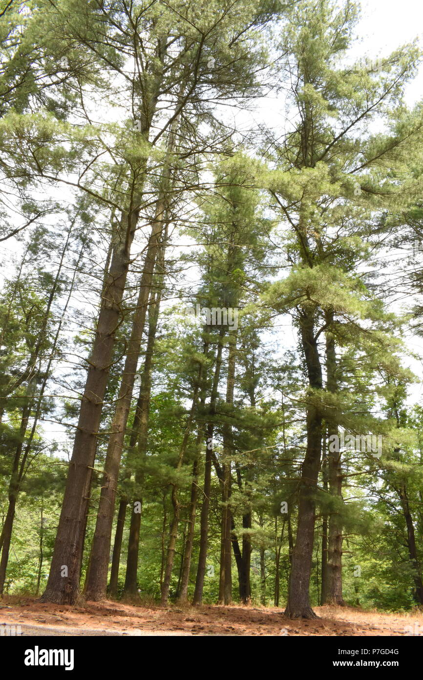 Gli alberi del bosco Foto stock - Alamy