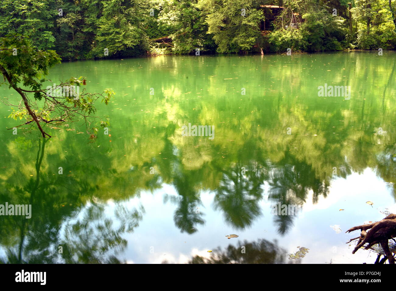 Lago con riflessioni ad albero Foto Stock