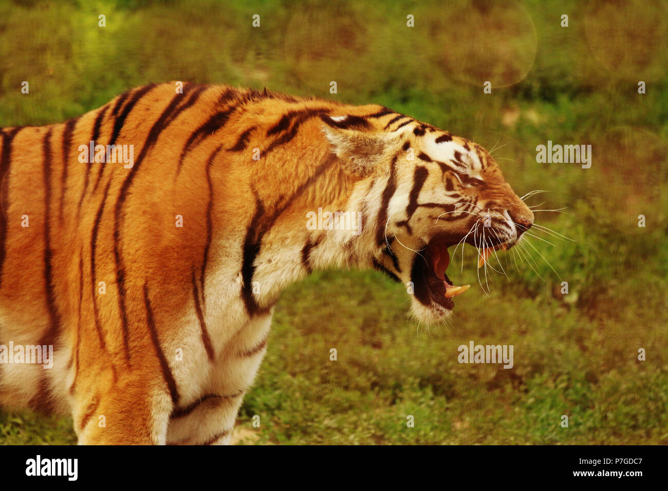 Tigre di Amur - Panthera tigris altaica Foto Stock