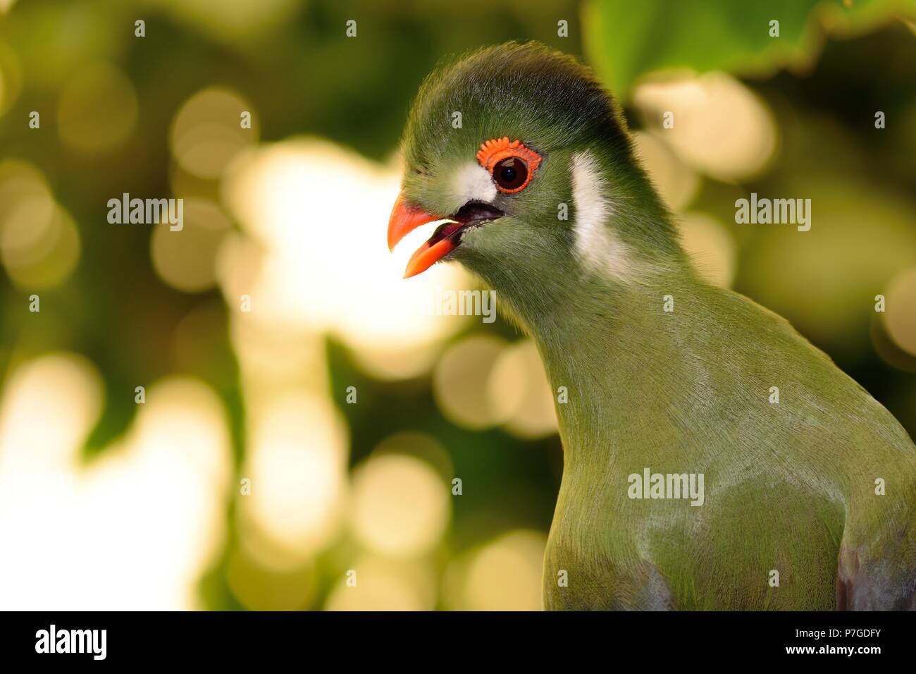 Close up ritratto di un verde's Turaco appollaiate su un ramo Foto Stock