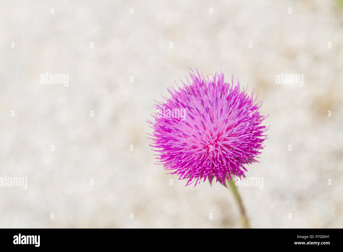 Bellissima a forma di palla rosa luminoso fiore in estate Foto stock - Alamy