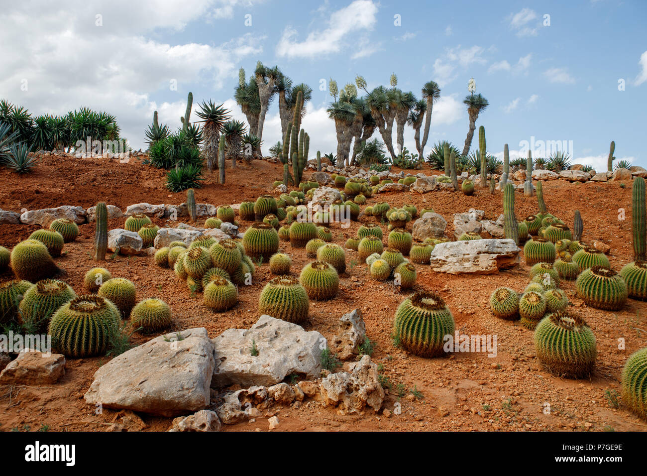 Globi di cactus nel giardino Botanicactus, Mallorca, Spagna. Echinocactus Grusonii, Origene Messico Foto Stock
