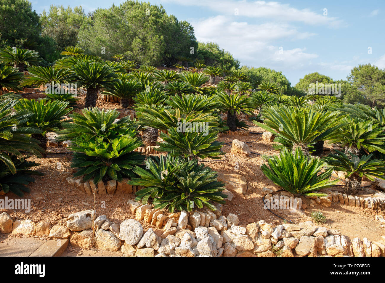 Piante di Cycas in giardino Botanicactus, Mallorca, Spagna. Foto Stock