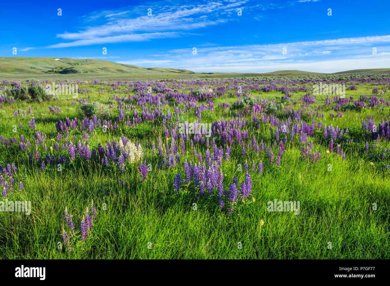 Fioritura di lupino su prairie colline meagher county vicino al bianco zolfo molle, montana Foto Stock