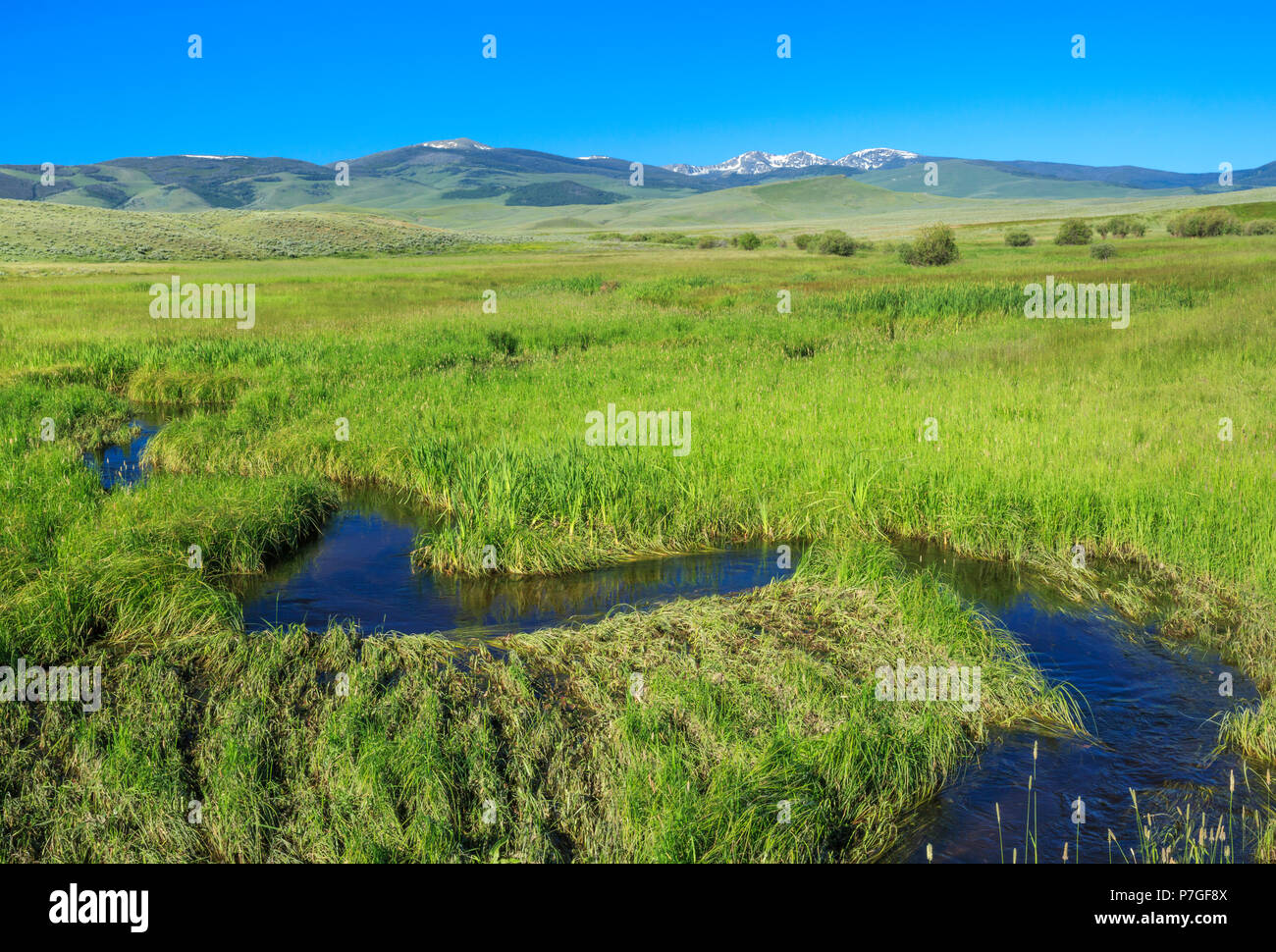 Boschi creek che scorre attraverso le lussureggianti erbe ripariale al di sotto della cintura di grandi montagne vicino al bianco delle molle di zolfo, montana Foto Stock