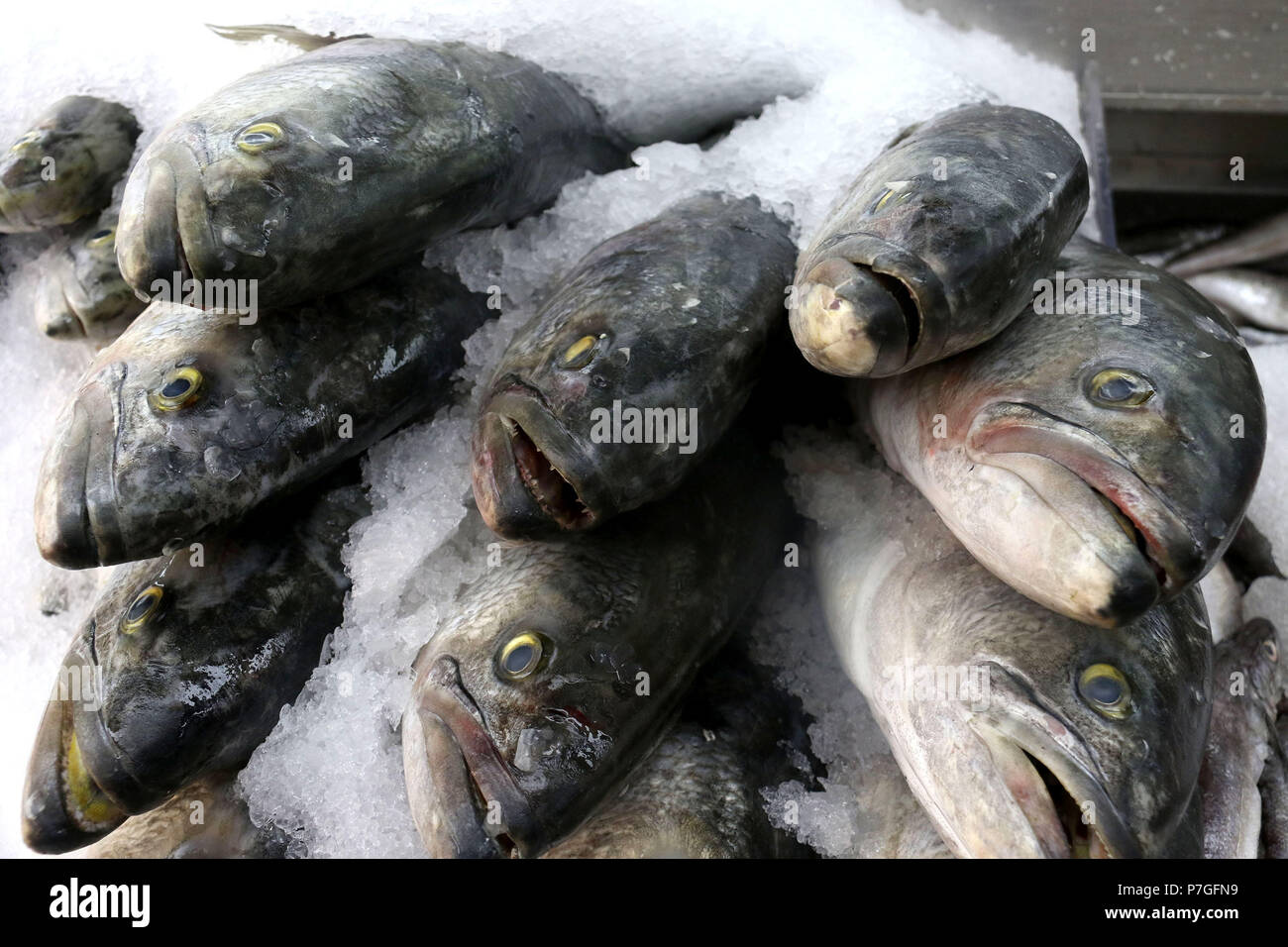 Grande pesce blu su ghiaccio al mercato del pesce Foto Stock