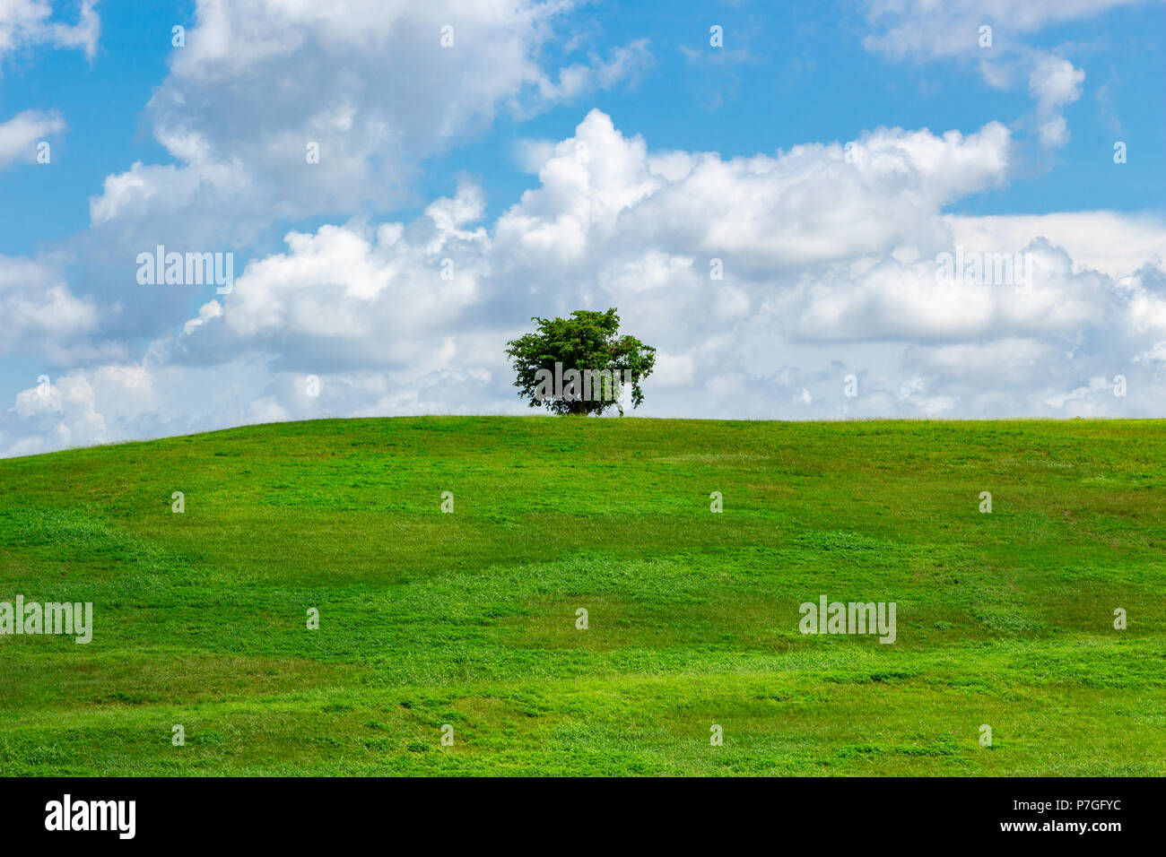 Unico lone tree su erba verde collina con cielo blu e nuvole bianche - Vista Parco Vista, Davie, Florida, Stati Uniti d'America Foto Stock
