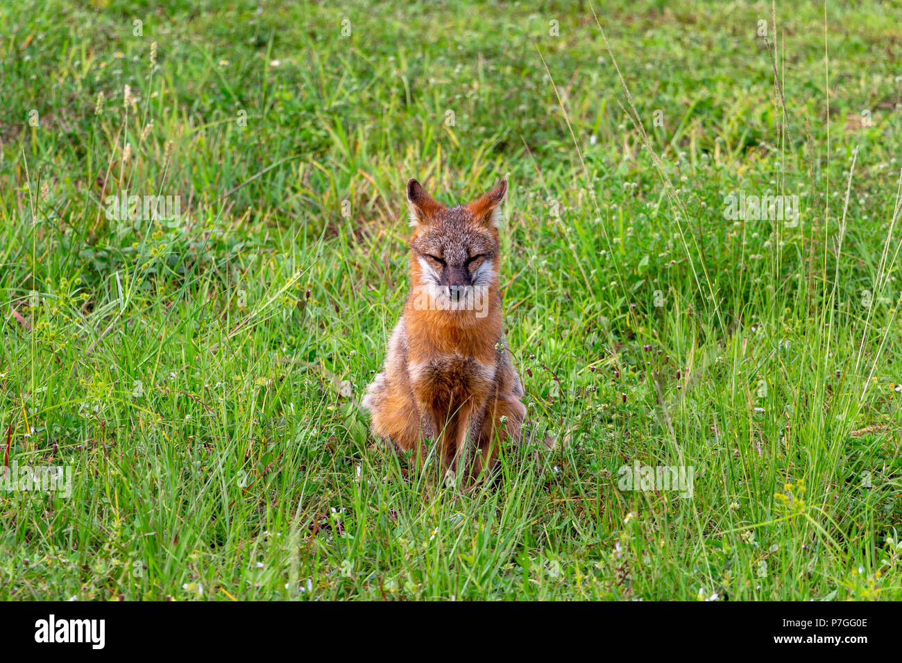 Gray Fox (Urocyon cinereoargenteus) con arancio brillante colorazione seduto con le orecchie indietro nel verde del campo di erba - Pembroke Pines, Florida, Stati Uniti d'America Foto Stock