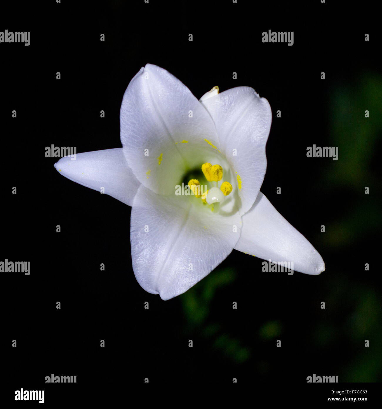 Bella Pasqua giglio fiore in fiore. Bianco. sei petali, a forma di tromba e fiori profumati. Foto Stock