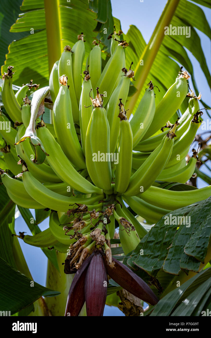 Grande grappolo di verde giovane piantaggine sul suo albero, assomiglia a banane, ma di dimensioni più grandi. Può essere fritto, cotto, grigliate, bollito o quando è verde o maturi Foto Stock