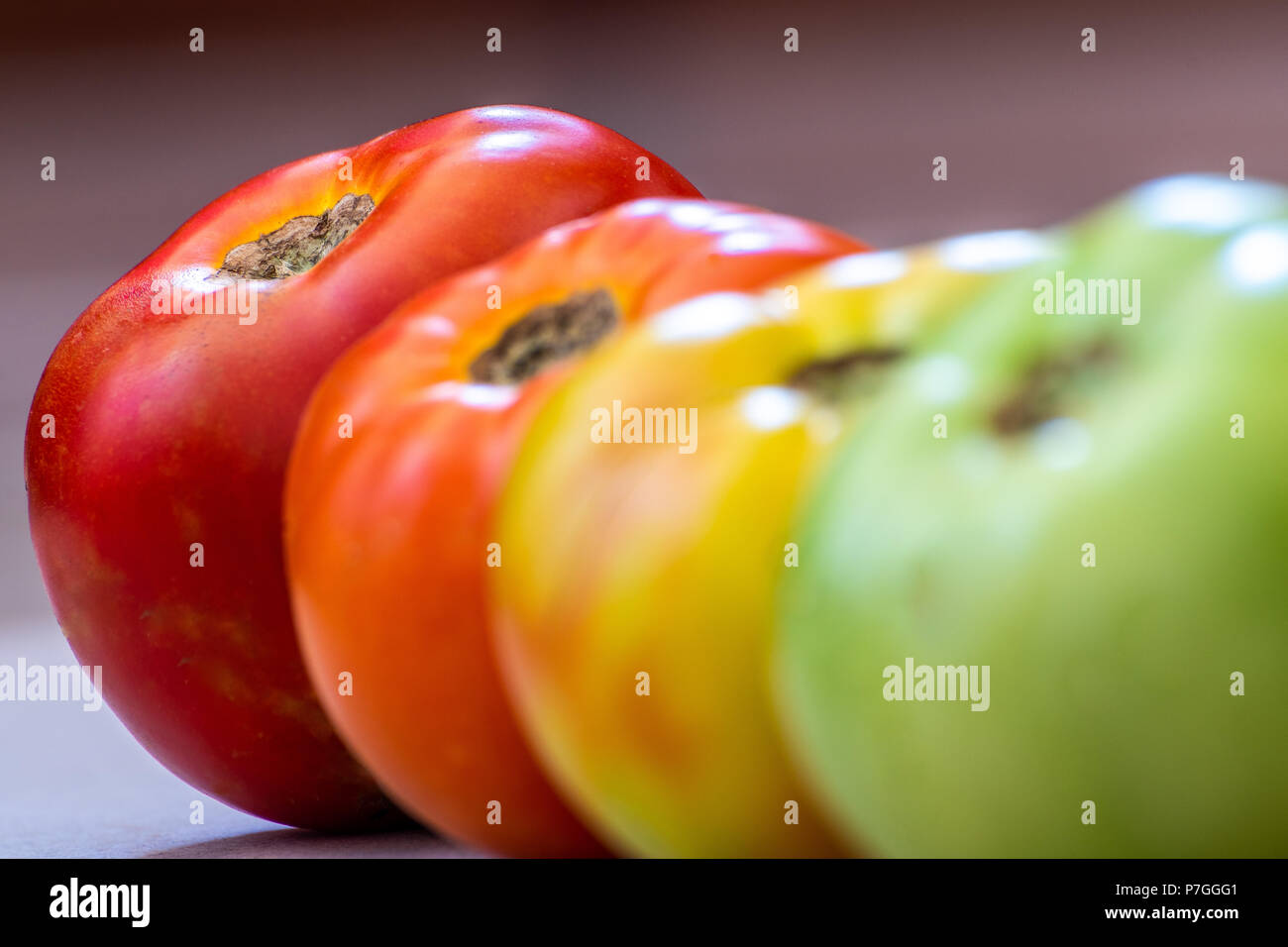 Pomodori a diversi stadi di maturazione. Concetto. La messa a fuoco è su rosso pomodoro. Gli stadi sono verde e poi girando quindi luce in rosso e poi in rosso. Foto Stock