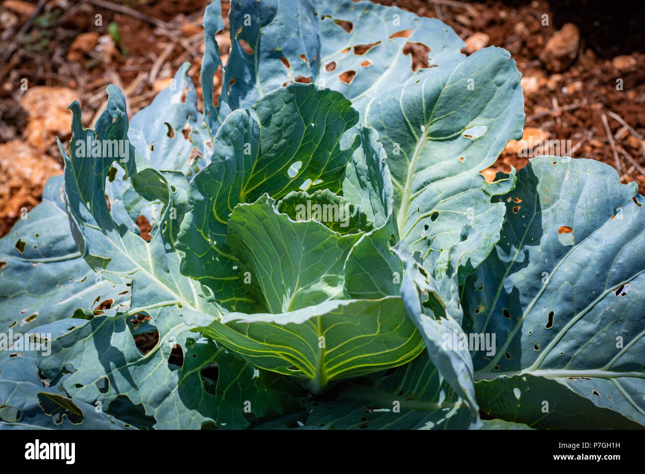 Close up sul giovane cavolo coltivazione di ortaggi in campo aperto con molti fori nelle sue foglie da insetti. Foto Stock