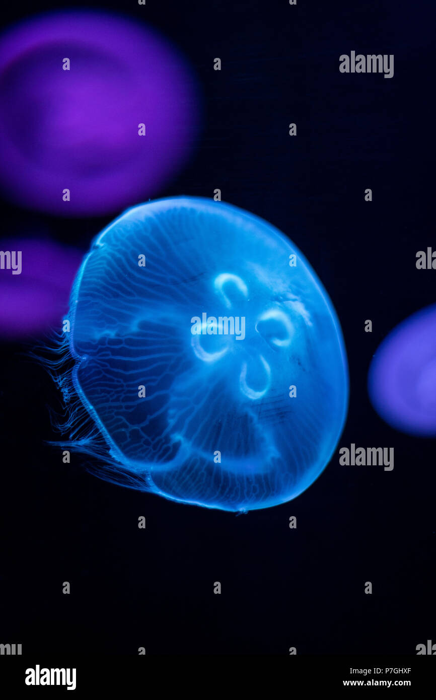 Meduse blu in acquario Foto Stock