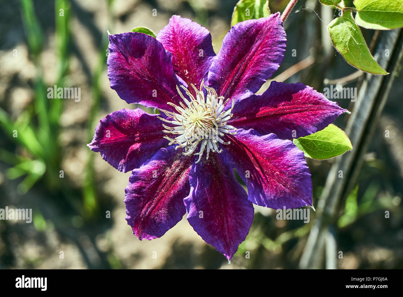 Bella bordeaux-viola clematis fiore durante la primavera nel giardino Foto Stock