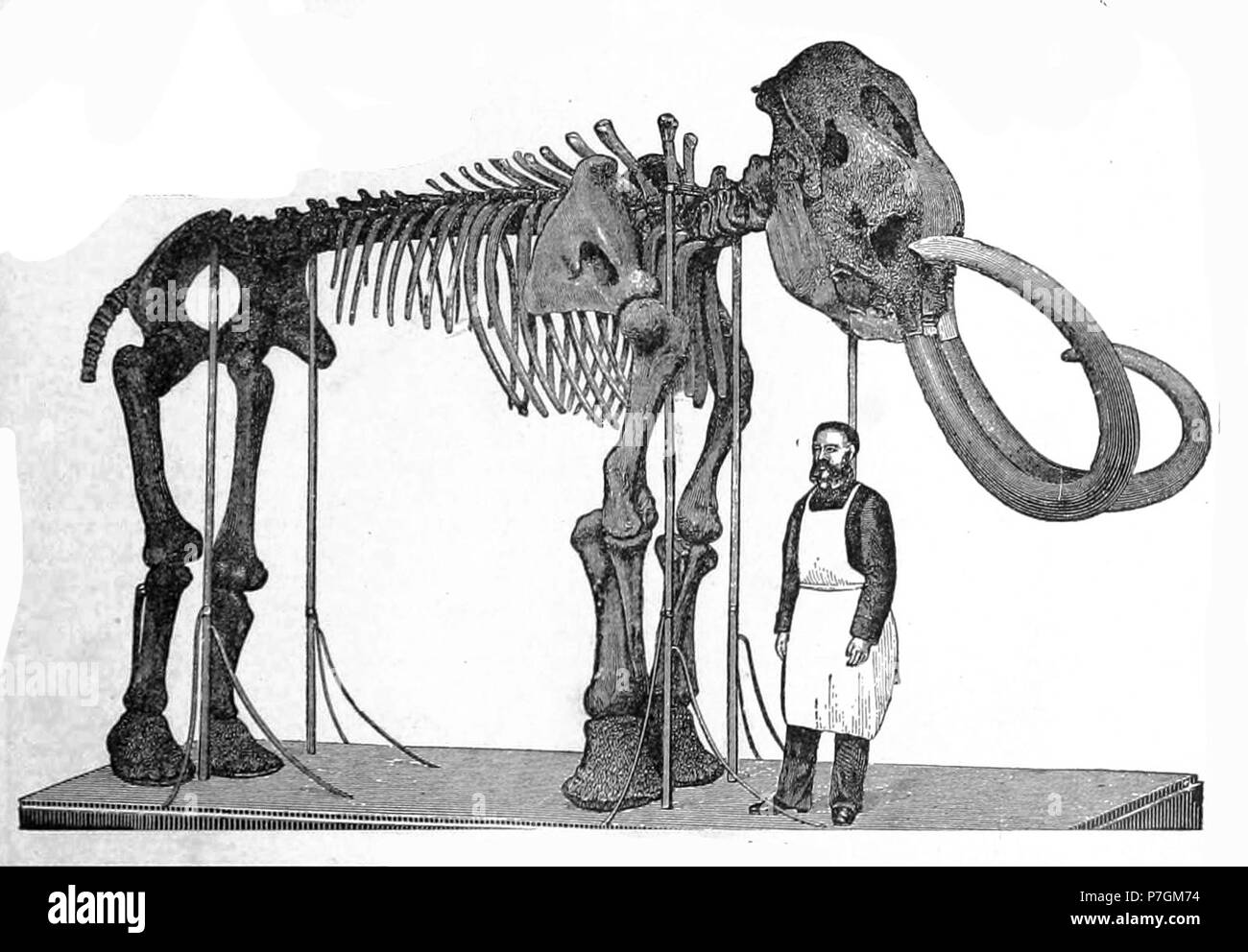 Mammuthus primigenius . 1892 258 Mammuthus primigenius Brockhaus Foto Stock