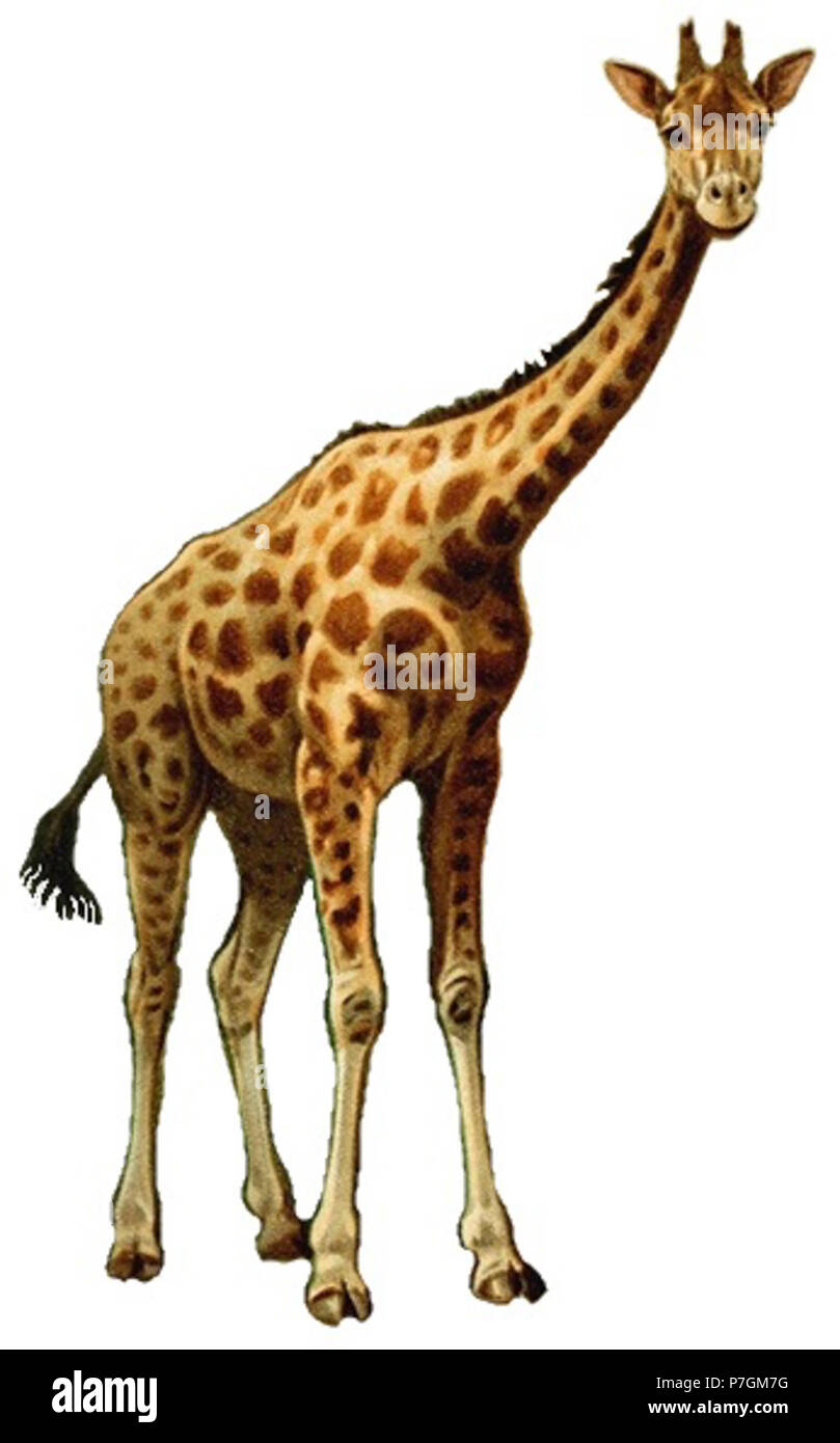 Giraffa camelopardalis . 1892 173 Giraffa camelopardalis Brockhaus sfondo bianco Foto Stock