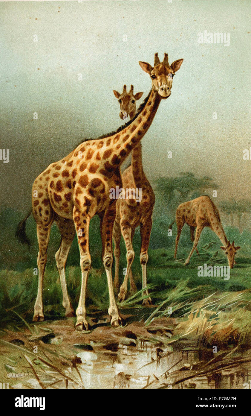 Giraffa camelopardalis . 1892 173 Giraffa camelopardalis Brockhaus Foto Stock