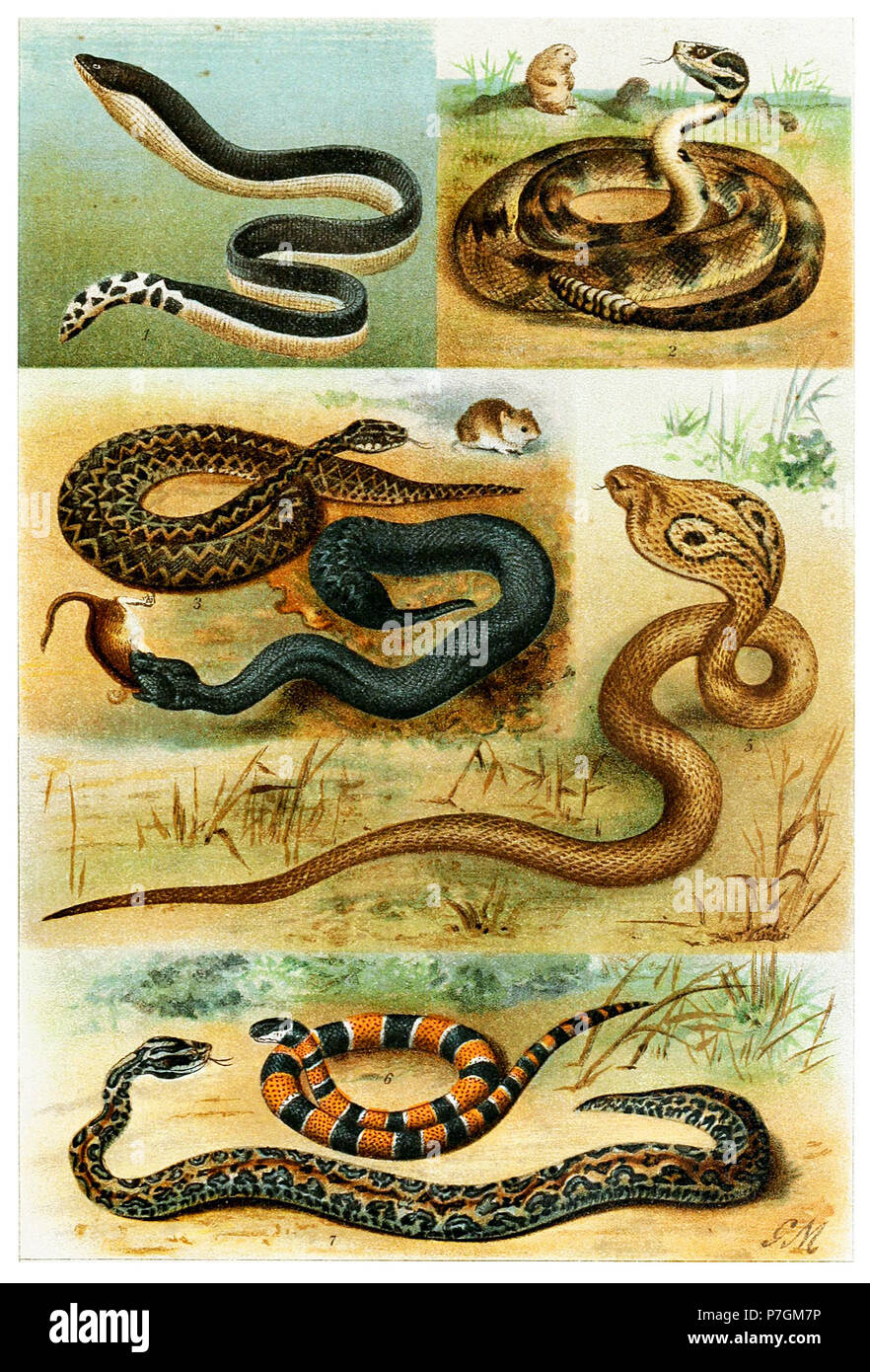 N/A. N/A 383 Vari Serpentes Foto Stock