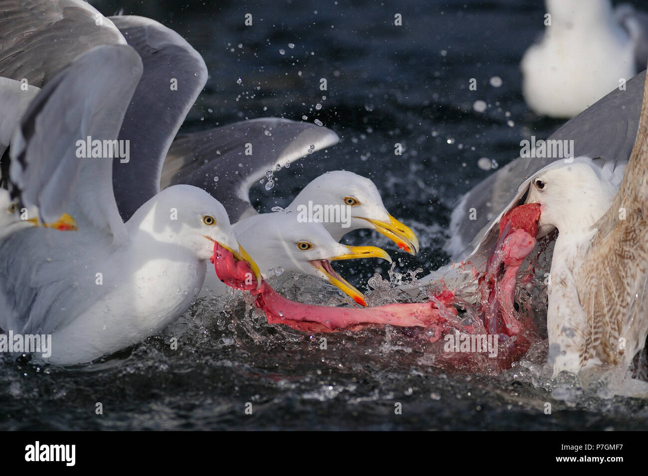 Aringa gull gruppo lotta per mangiare il pesce del Mare del Nord, romsdalsfjord, norvegia (Larus argentatus) Foto Stock