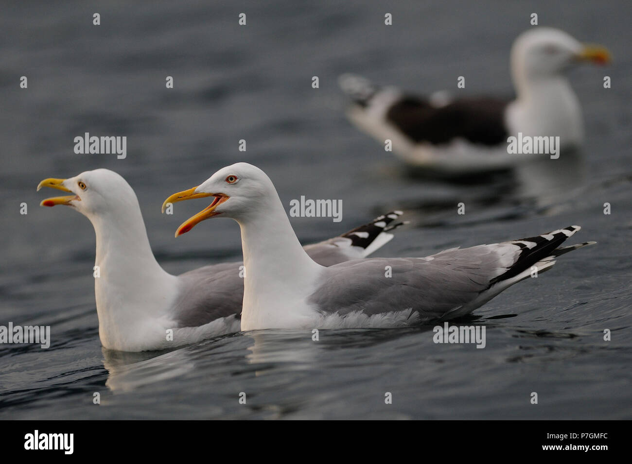 Aringa gull coppia sta chiamando, mare del Nord, romsdalsfjord, norvegia (Larus argentatus) Foto Stock