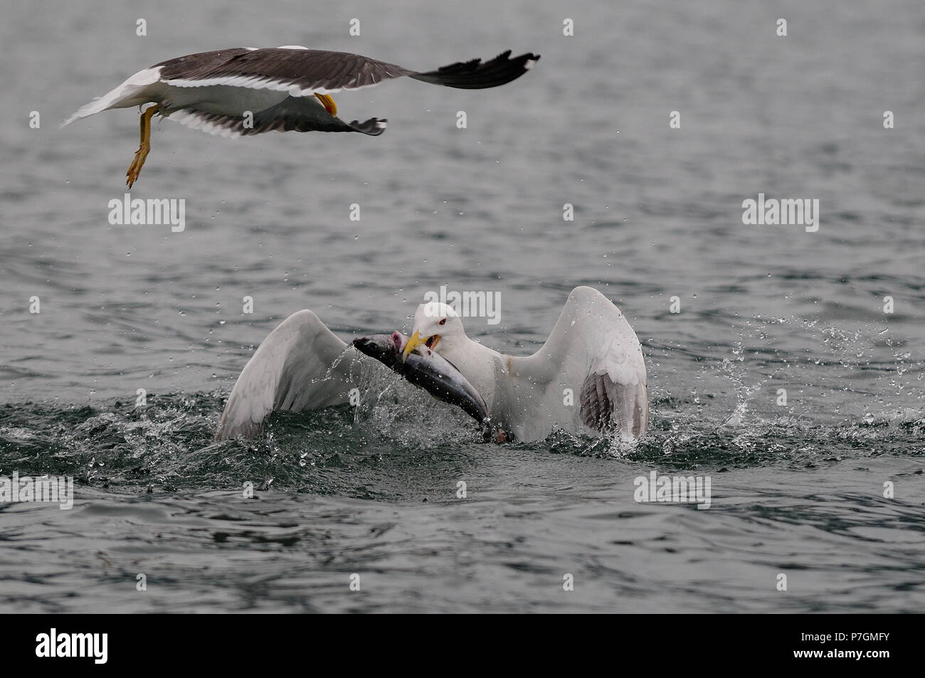 Grande nero-backed gull catturare il pesce, romsdalfjord, norvegia (larus marinus) Foto Stock