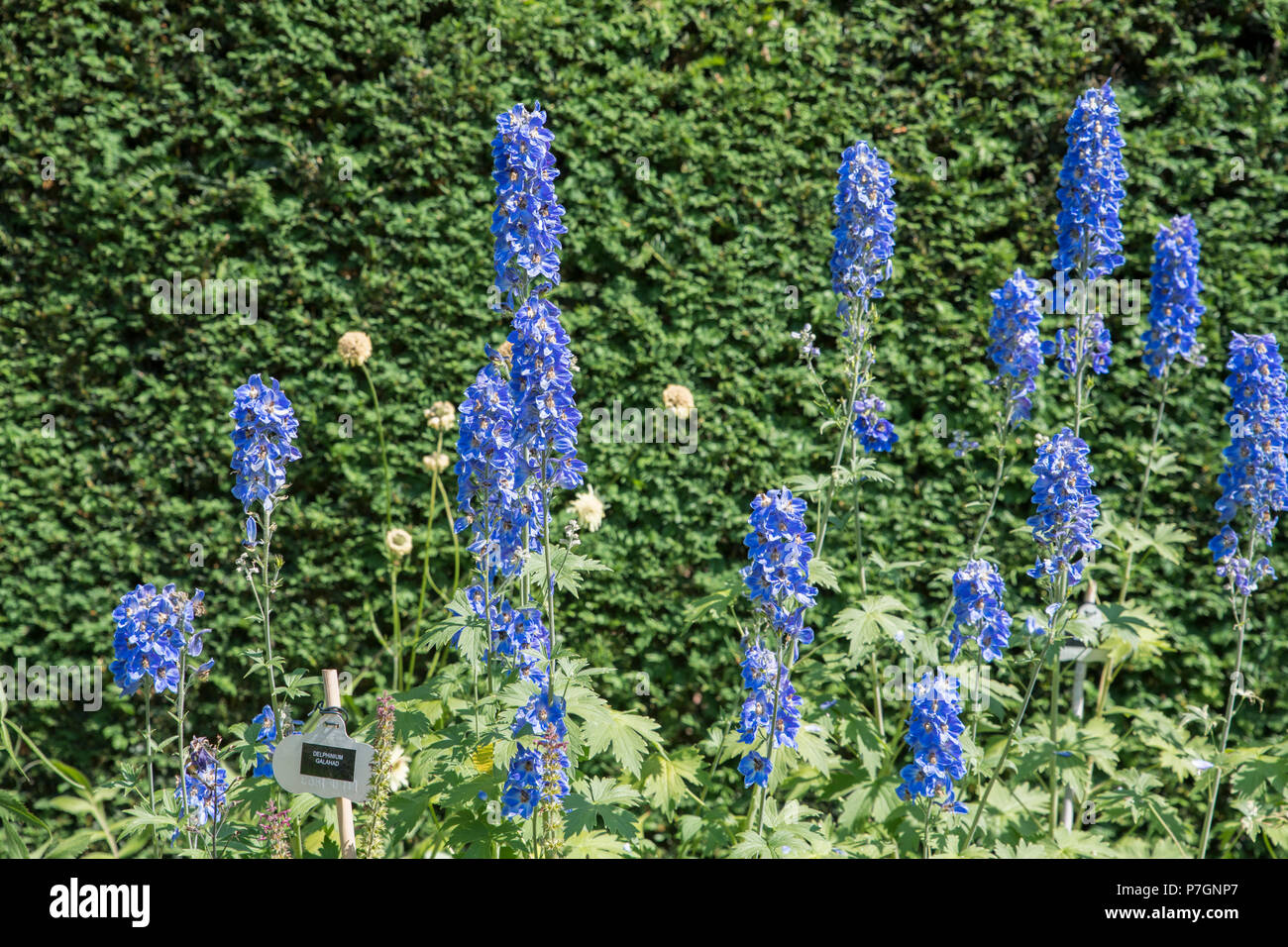 Blue delphinium galahad fiori Foto Stock