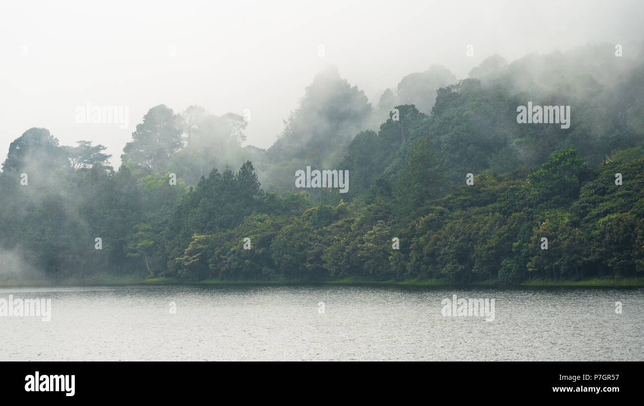 Trres nella nebbia lungo la diga del lago in Zomba Plateau. Foto Stock