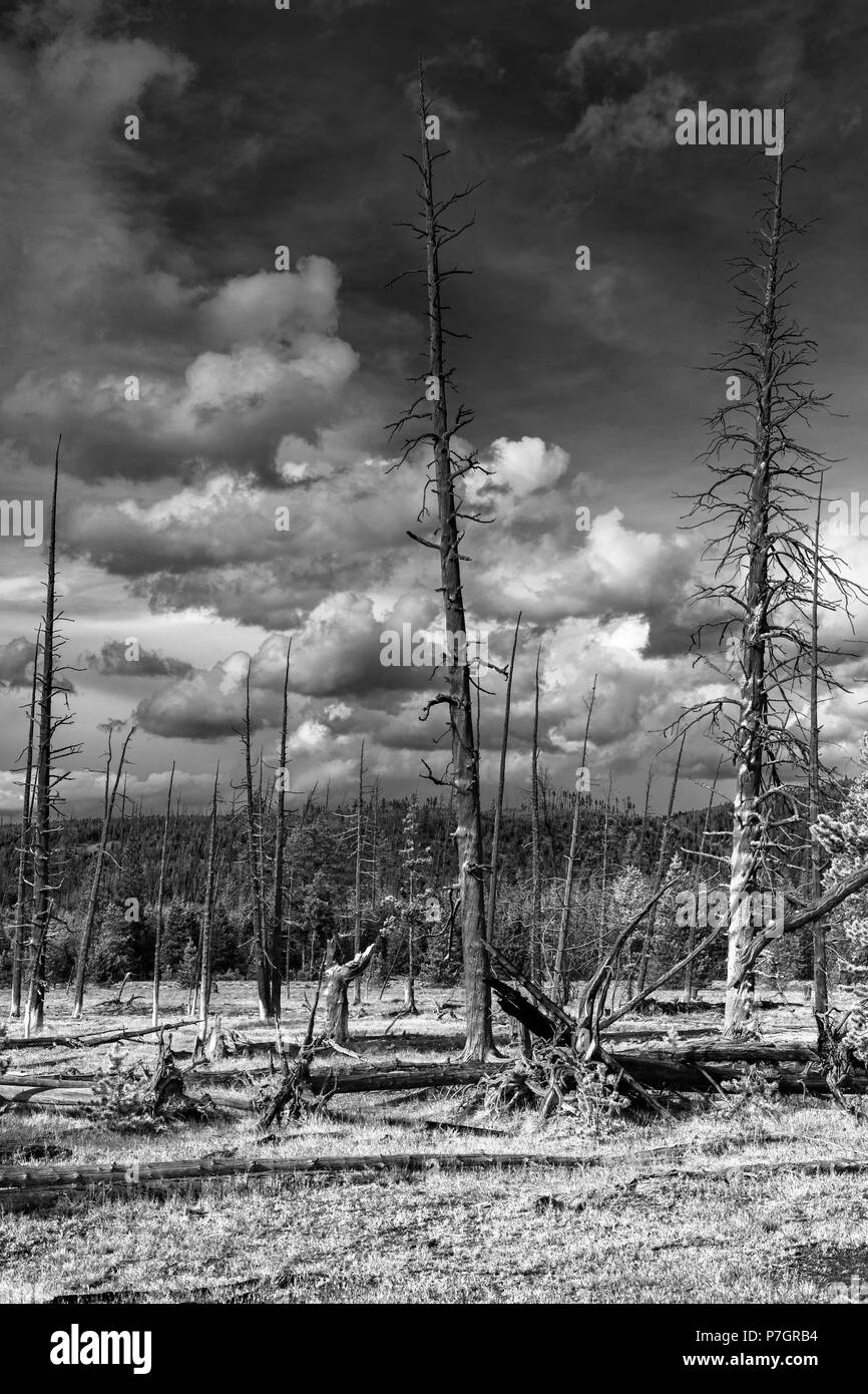 Albero morto e termale calda primavera nel Parco Nazionale di Yellowstone. La fotografia in bianco e nero. Foto Stock