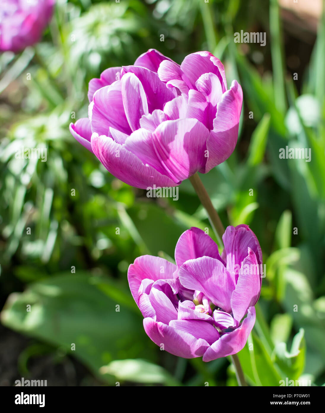 Magnifica viola Double Fine Tulipani (peonie fiorite tulipani) genere tulipa specie ibrida sotto la mattina sole primaverile. Foto Stock