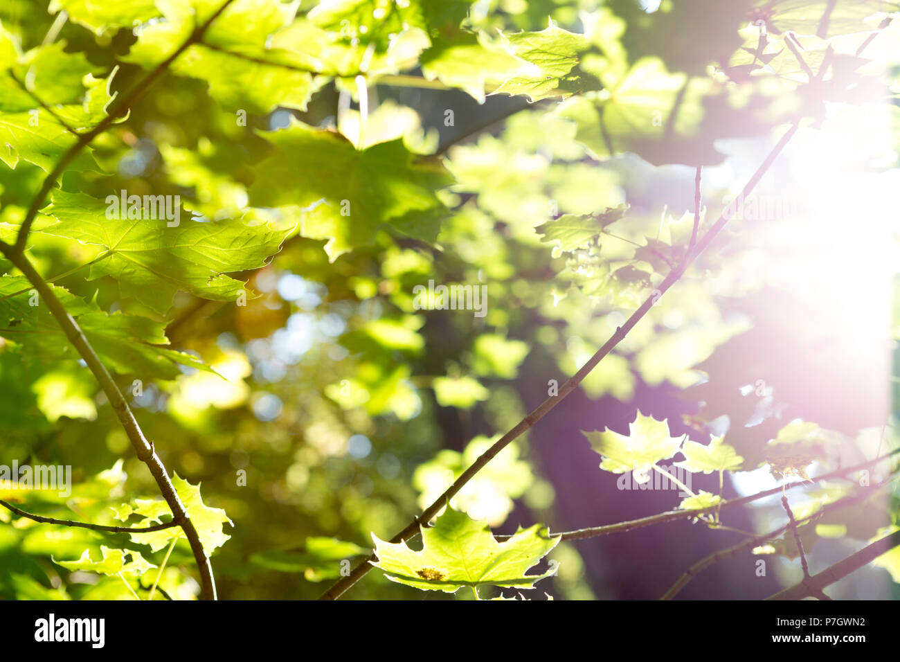 La luce diretta del sole che splende attraverso close-up di Verde foglie di acero, LUSSEMBURGO, Europa Centrale Foto Stock