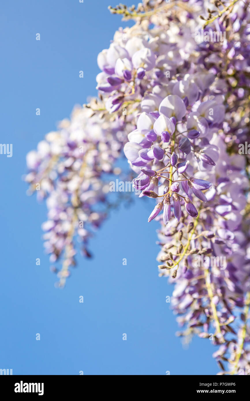 Close up di violetta Wisteria albero in piena primavera sbocciano i fiori in maggio con il blu del cielo come sfondo, West Midlands, England, Regno Unito, Europa Foto Stock