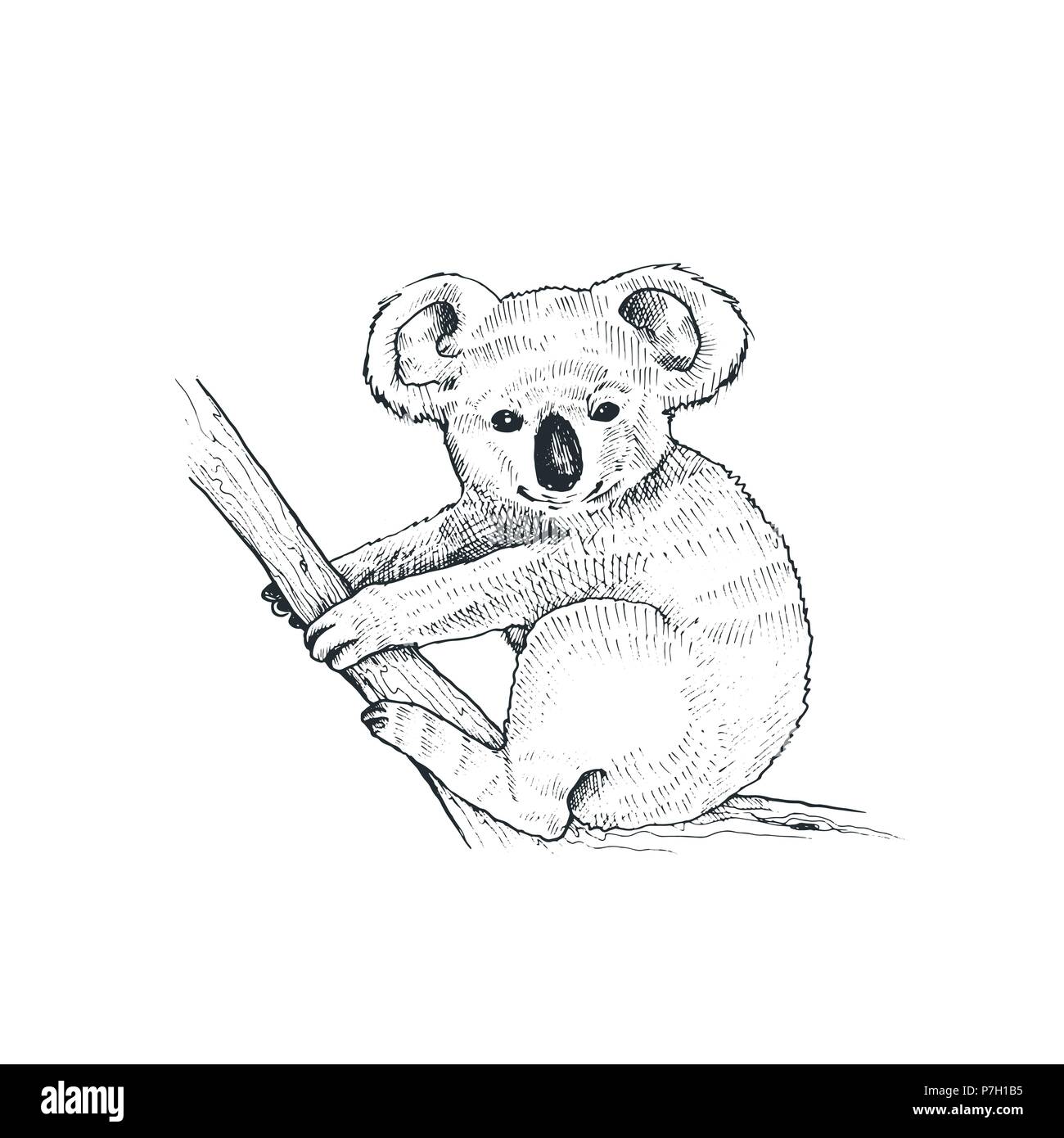 Vettore illustrazione koala Illustrazione Vettoriale