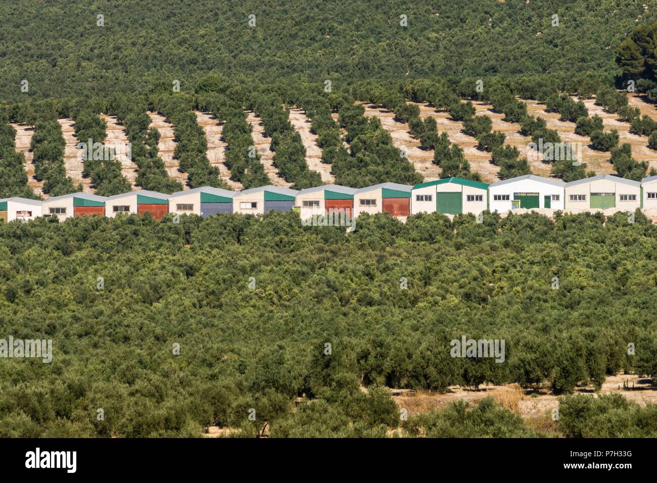 Olivares de la loma de Ubeda, Jaen, Andalusia, Spagna, Europa. Foto Stock