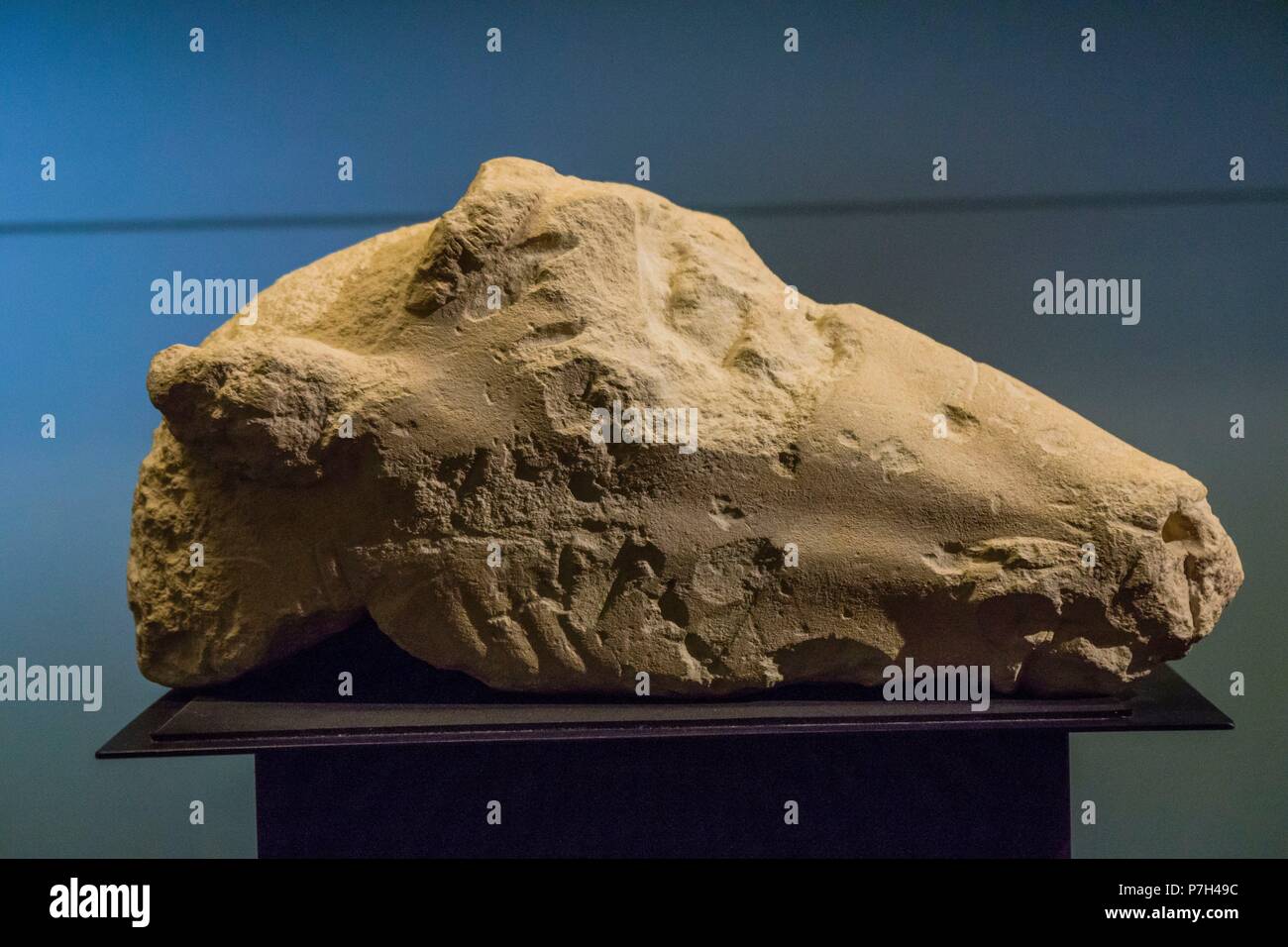 Cabeza de caballo, epoca clasica, La Alcudia, museo arqueologico y de Historia de Elche Alejandro Ramos Folqués, Elche, Alicante, Comunidad Valenciana, Spagna, Europa. Foto Stock