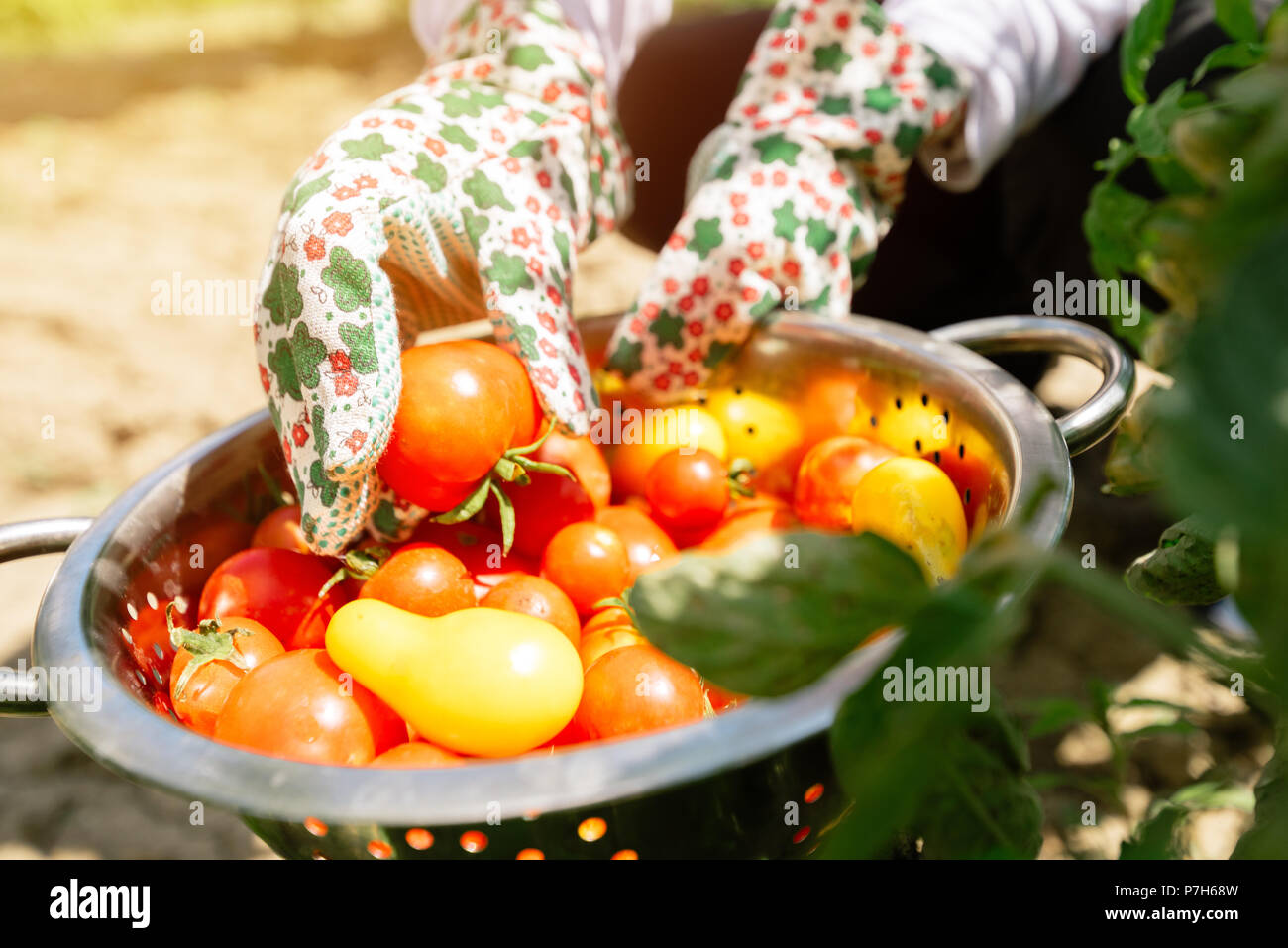 Organico raccolto di pomodoro. L'agricoltore che detiene appena raccolto ortaggio dal giardino. Foto Stock