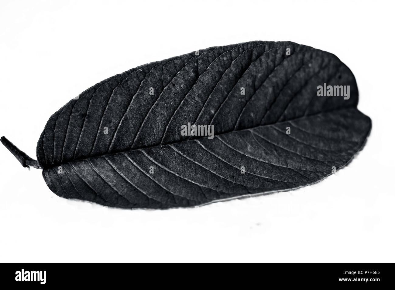 Un piccolo ramo o foglia di guava o Psidium guajava isolato su una superficie bianca. Foto Stock