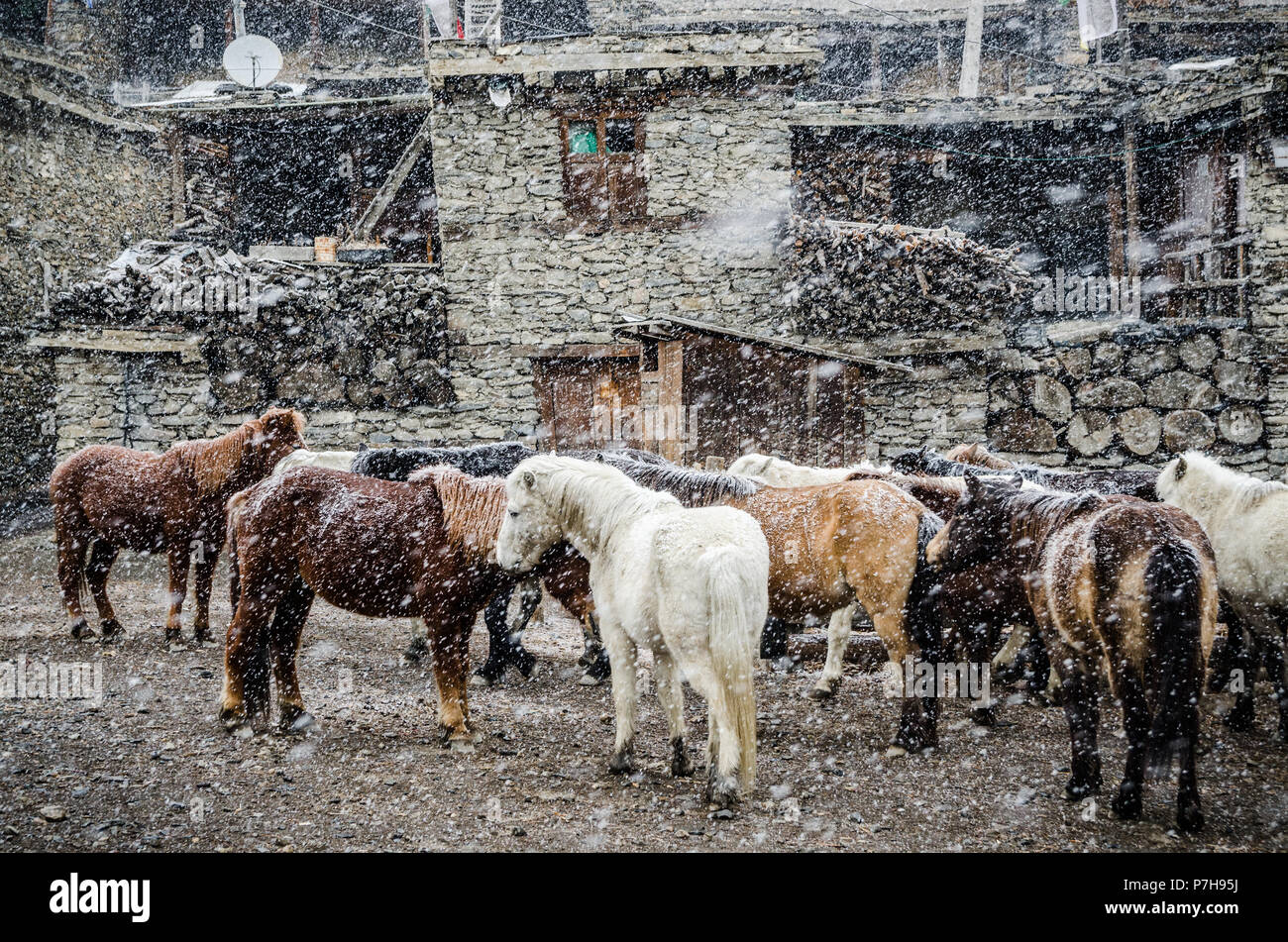 Gruppo di cavalli durante la nevicata nel Manang, Circuito di Annapurna, Nepal Foto Stock