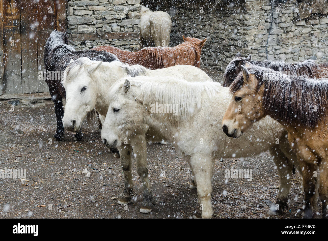 Gruppo di cavalli durante la nevicata nel Manang, Circuito di Annapurna, Nepal Foto Stock