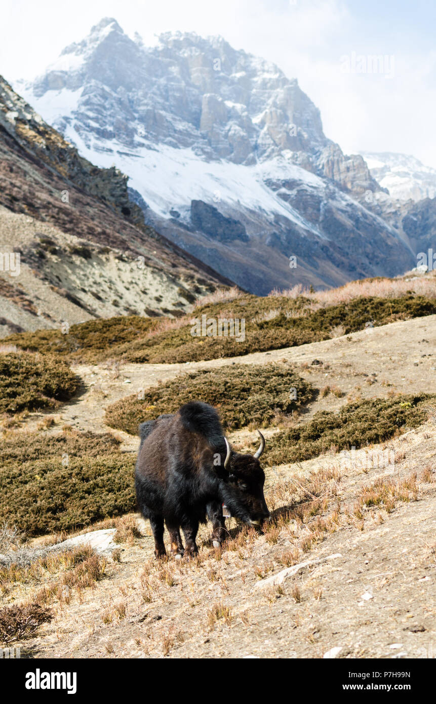 Black yak al pascolo su terreni adibiti a pascolo, mangiare erba durante il periodo invernale in Yak Kharka, Annapurna, Nepal Foto Stock