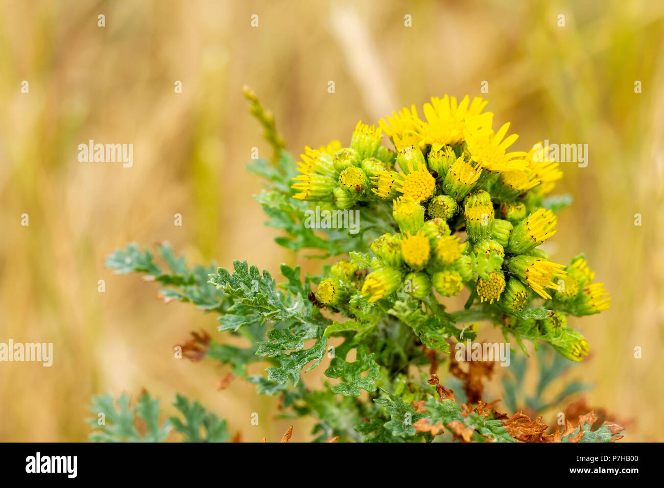 Senecio jacobaea, comune erba tossica, bagnata dal sole estivo, Dorset, England, Regno Unito Foto Stock