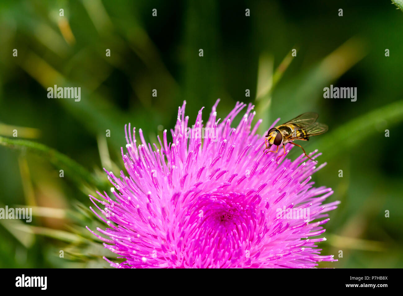 British hoverfly su una Lancia thistle, Cirsium vulgare, in estate, Dorset, England, Regno Unito Foto Stock
