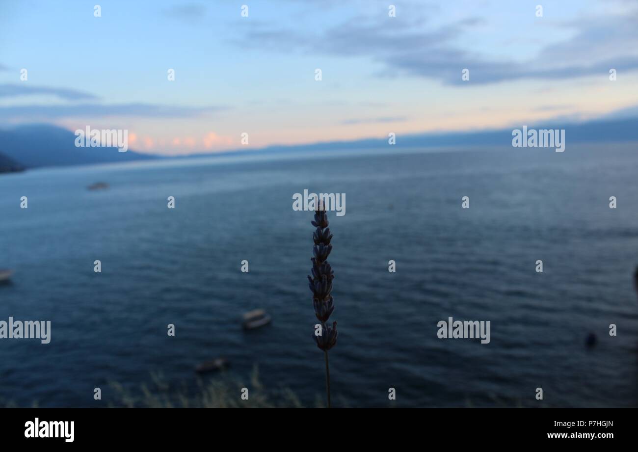 Ocean dietro di fiori di lavanda Foto Stock