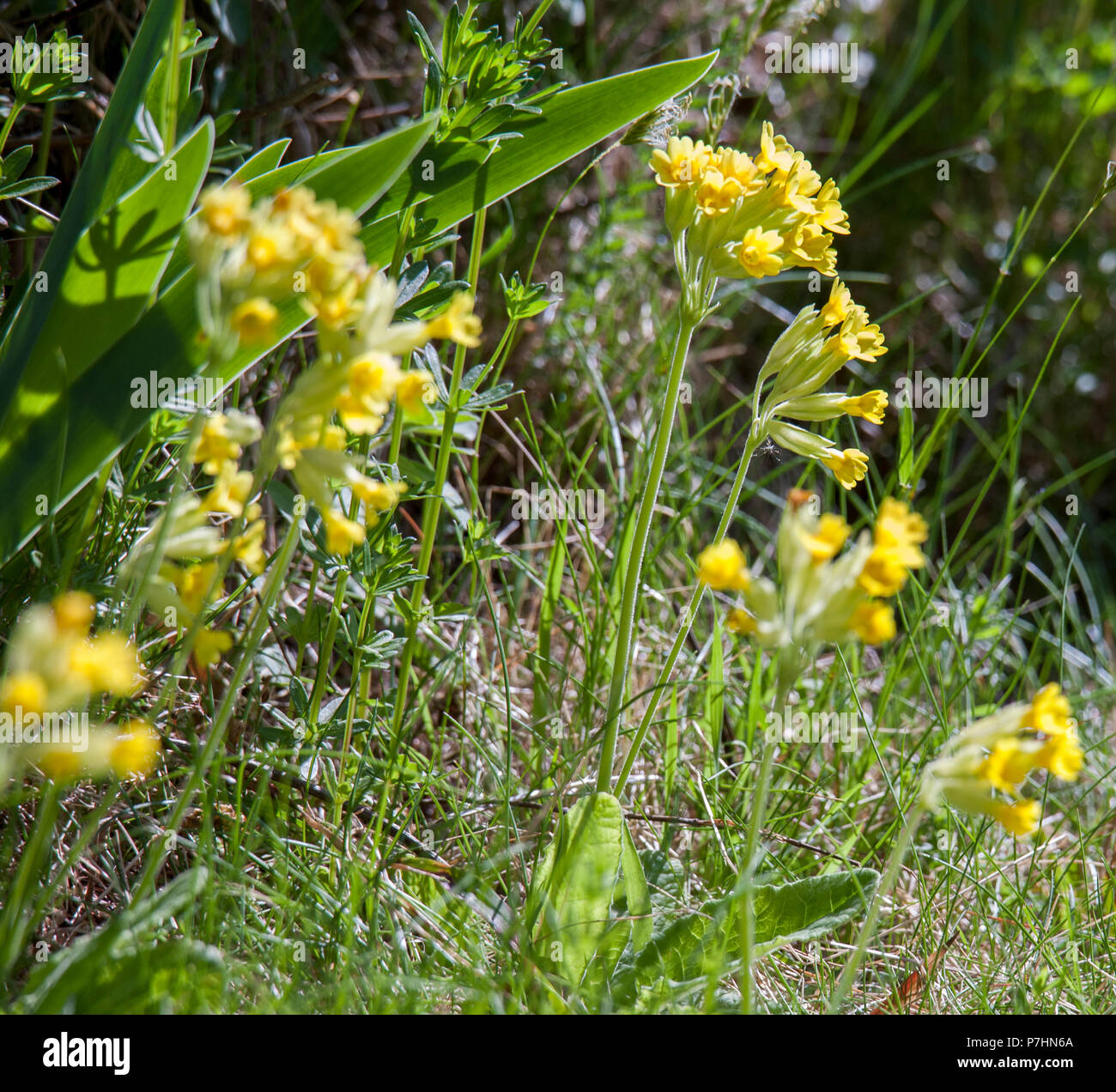 2018 PRIMULA VERIS o Cowslip Foto Stock