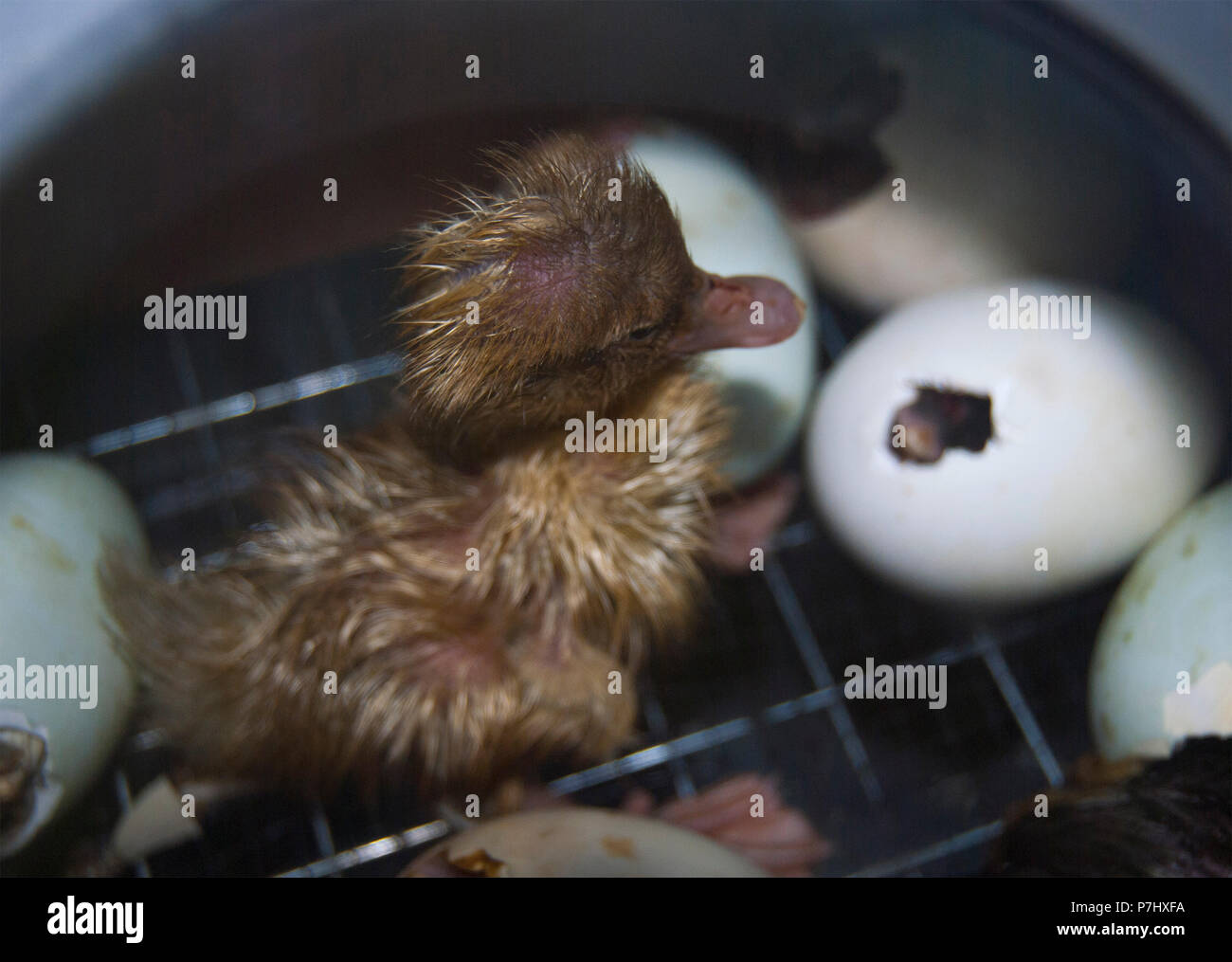 Un piccolo anatroccolo umido schiuse dalle uova in incubatrice proprio ora. Foto Stock