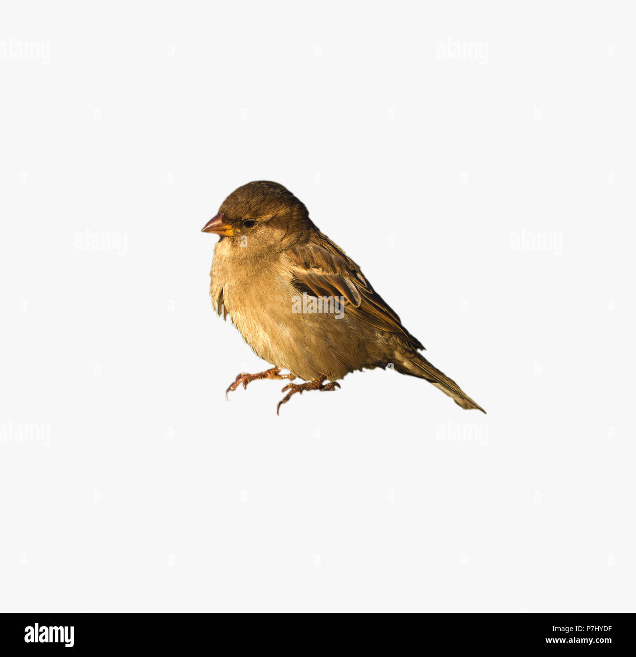 Italian Sparrow Passer italiae , isolato su sfondo bianco Foto Stock