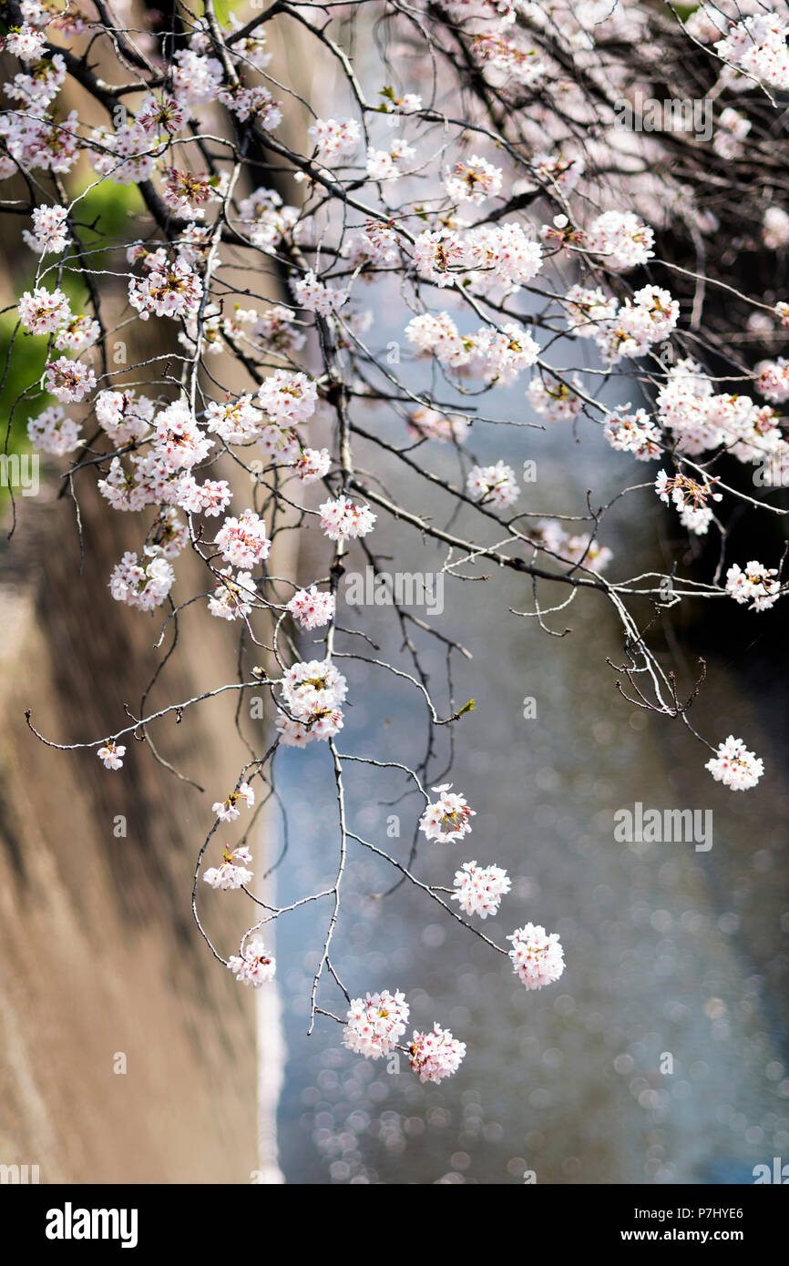 Japansese fiori ciliegio Foto Stock