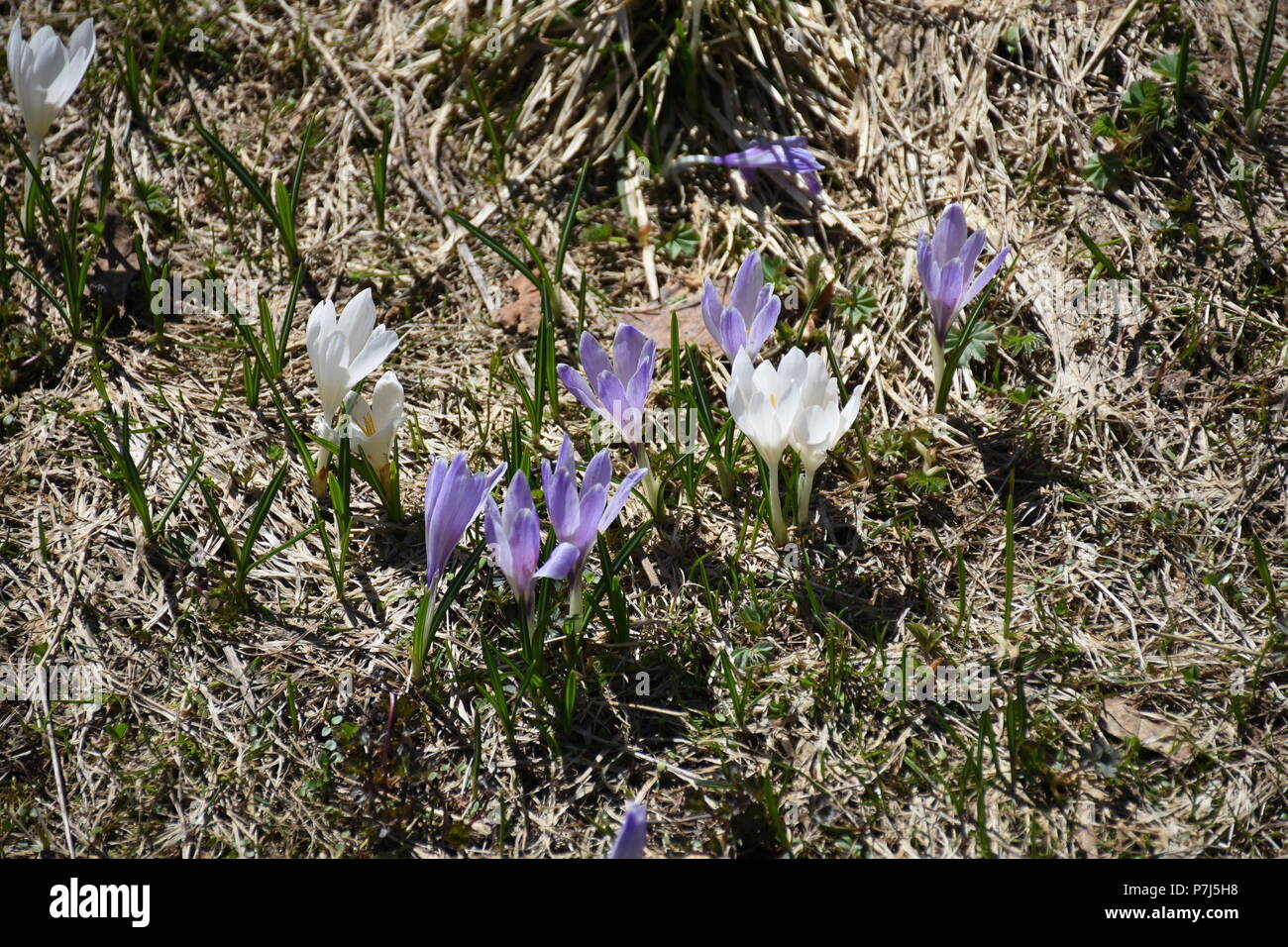 Krokus Schwertlilien Frühling Alpen Foto Stock