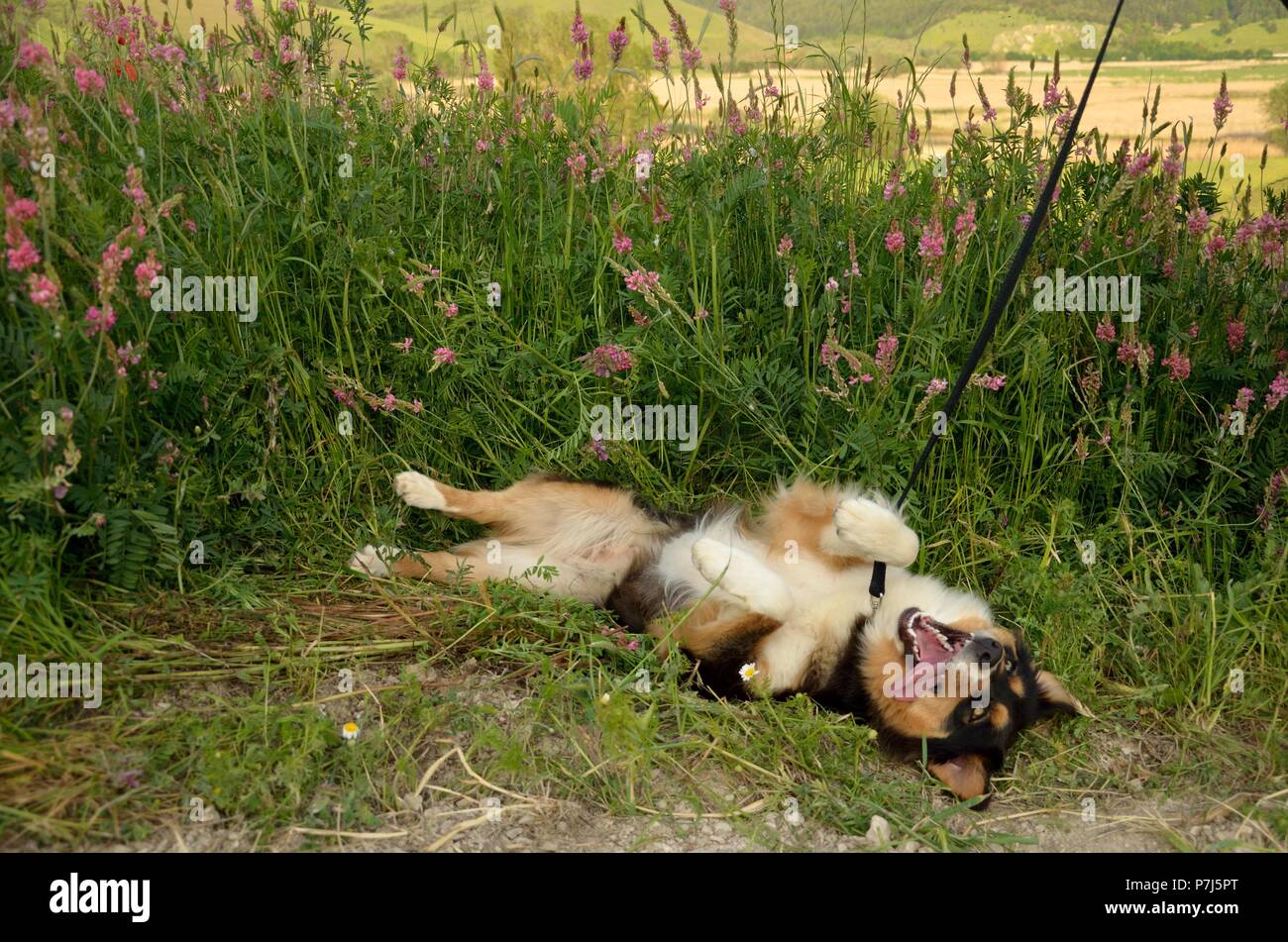 Ritratto di funny pastore australiano cane nel prato selvatico Foto Stock