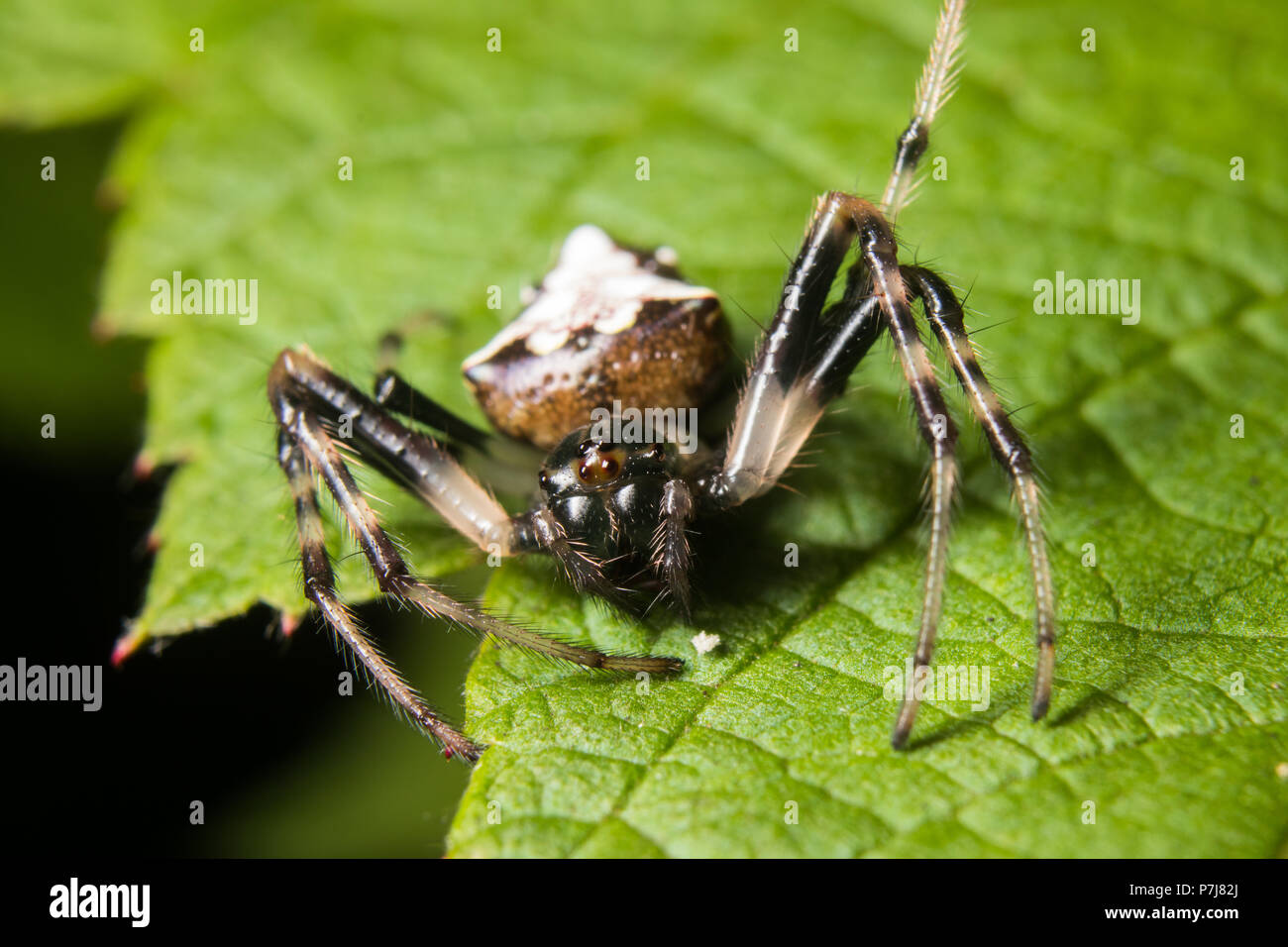 Una punta di freccia spider poggia su un lampone selvatico foglia. Foto Stock